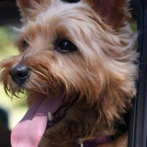 Meet your Posher, Denise